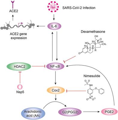 SARS-CoV-2 Nsp5 Protein Causes Acute Lung Inflammation, A Dynamical Mathematical Model